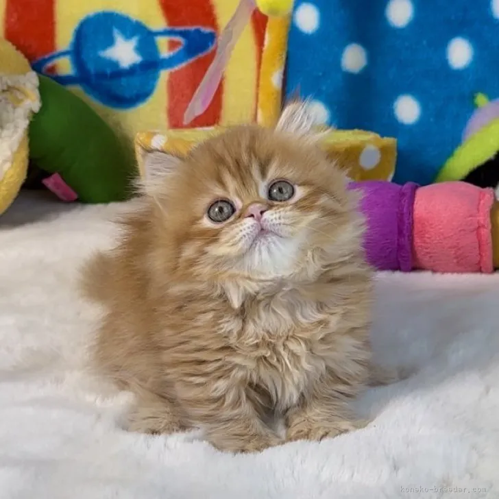 ID：2305-01132の子猫