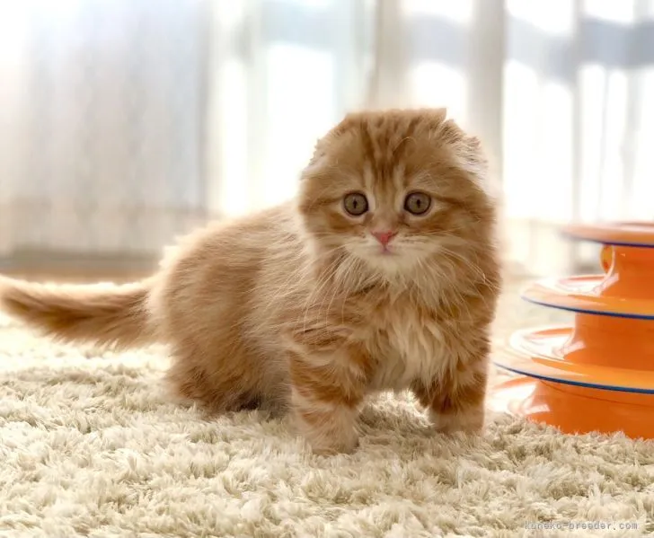 ID：2112-01302の子猫