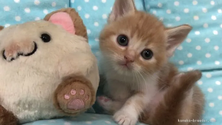 ID:1804-00835の子猫