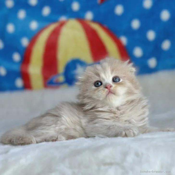 ID:2308-00737の子猫