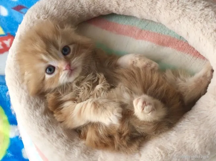 ID:2003-00685の子猫