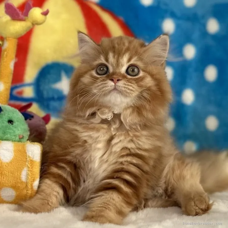 ID:2310-00585の子猫