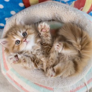 マンチカン(長足)【愛知県・女の子・2023年2月11日・レッド&ホワイト（極上ふわふわ）】の写真「✅癒され天使のふわふわキティ💞優しいお顔の長女さん」