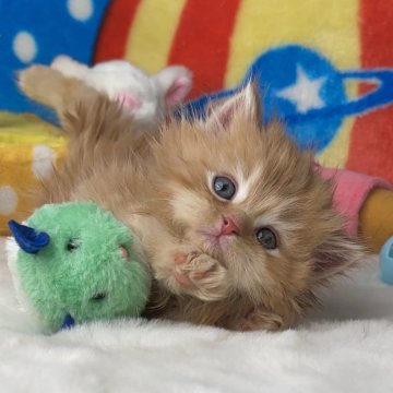 マンチカン(長足)【愛知県・男の子・2024年2月20日・レッド&ホワイト（極上モコモコ）】の写真「✅ゴロゴロいっちゃう癒し系💞ほのぼのレッドくん」