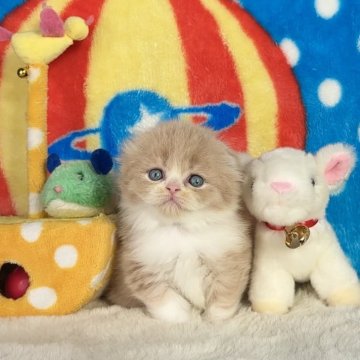 スコティッシュフォールド【愛知県・女の子・2024年10月4日・クリーム&ホワイト】の写真「㊗️ご家族様が決まりました💞魅力的なミルクティー」