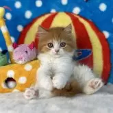 マンチカン(長足)【愛知県・女の子・2024年4月15日・レッド&ホワイト】の写真2「抱っこやなでなで大好きです💞」