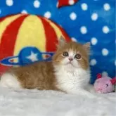 マンチカン(長足)【愛知県・女の子・2024年4月15日・レッド&ホワイト】の写真3「瞳の大きな女の子💞🉐ただ今限定ゆらゆらフラワーじゃらしプレゼント🉐」