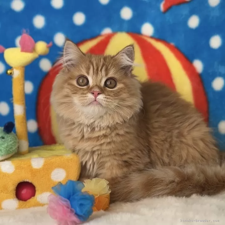 ラテピ 様のお迎えした子猫