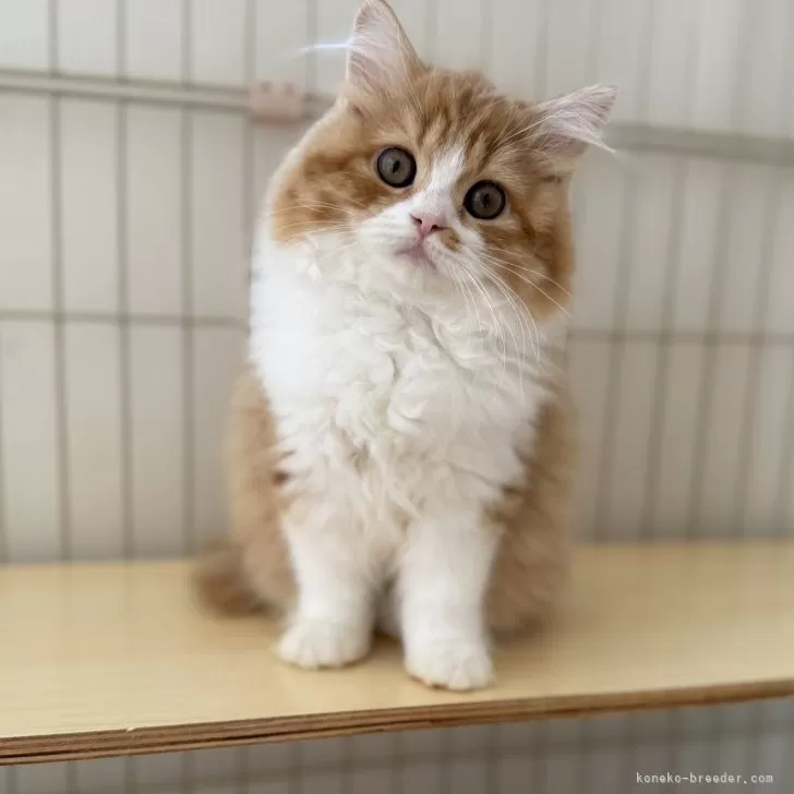 ID：2509-00493の子猫