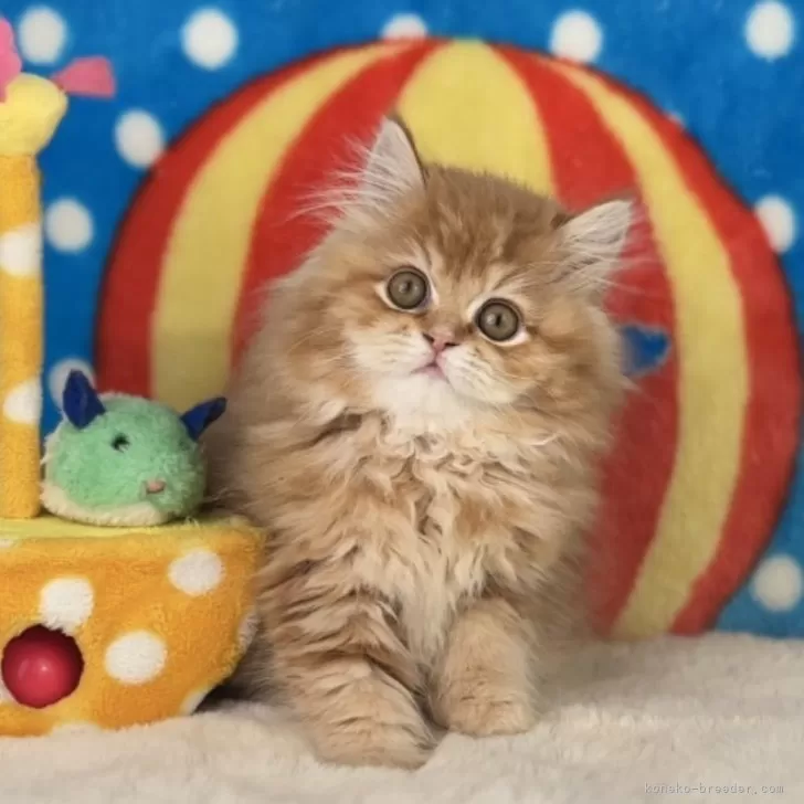 a.a 様のお迎えした子猫