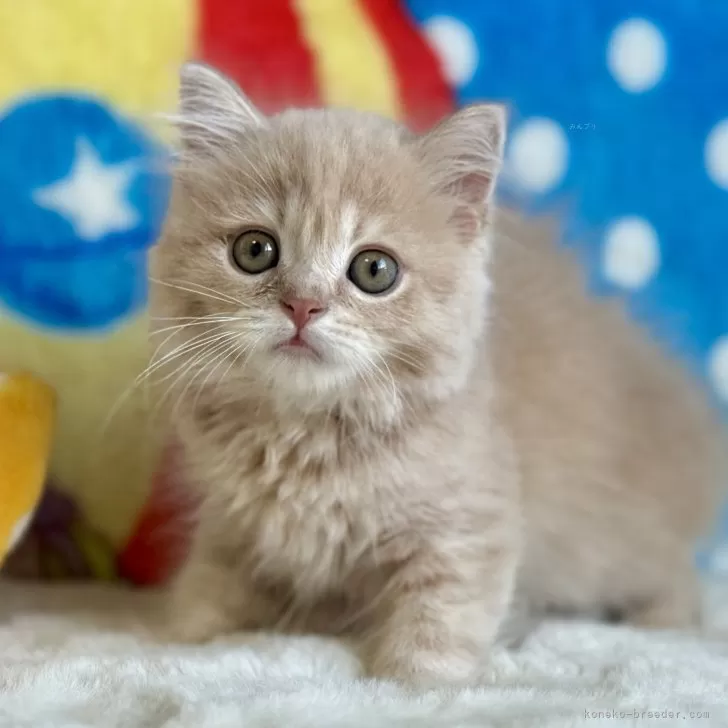 コータ 様のお迎えした子猫