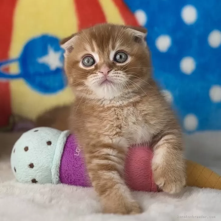 ID:2501-00715の子猫