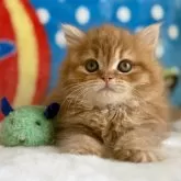 スコティッシュフォールド(立ち耳)