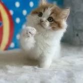 スコティッシュフォールド(立ち耳)