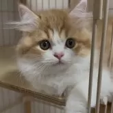 スコティッシュフォールド(立ち耳)