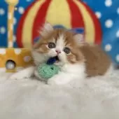 マンチカン(長足)【愛知県・男の子・2025年9月13日・レッド&ホワイト】の写真5「ねずみさんとお友達💚」