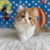 マンチカン(長足)【愛知県・男の子・2025年9月13日・レッド&ホワイト】の写真6「ぼくの動画もみてね♫」