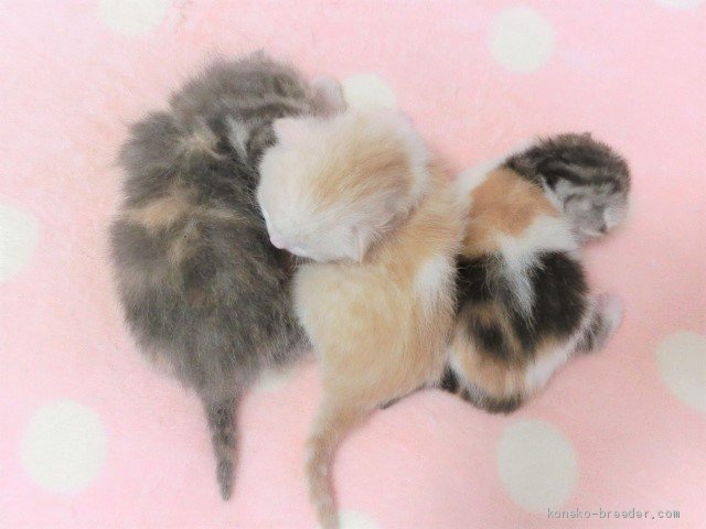 新名内一枝ブリーダーのブログ：マンチカンの子猫ちゃんたち生まれました！