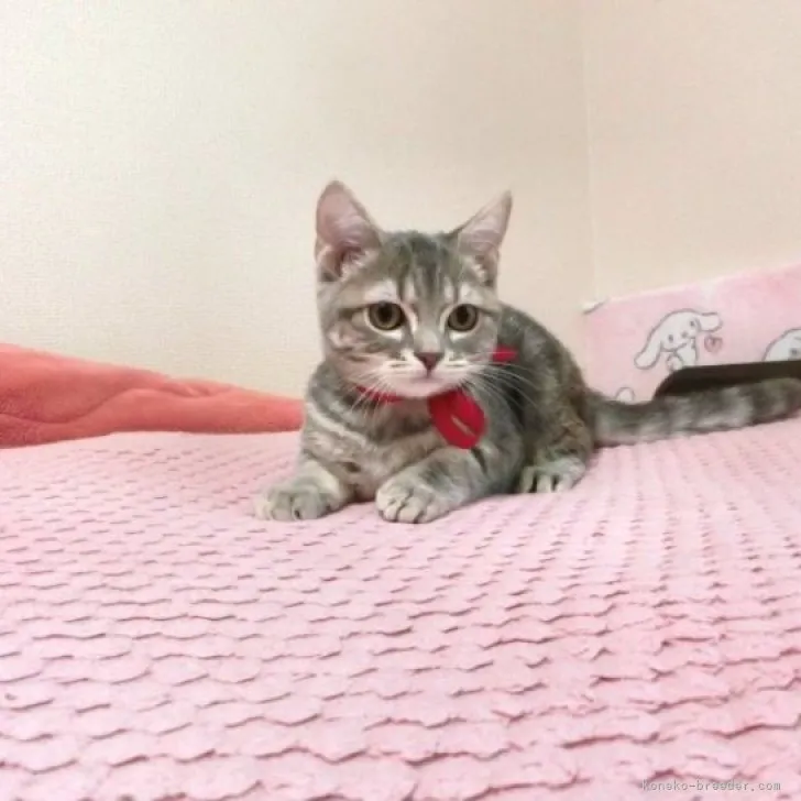ID:2303-01676の子猫