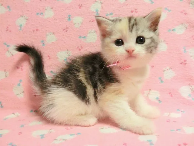 ID：1302-00066の子猫