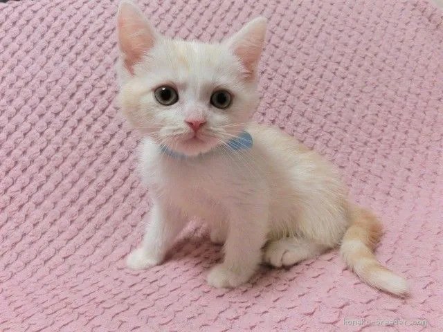 ID：2009-00965の子猫