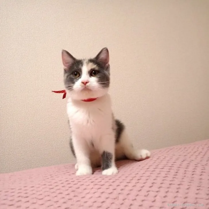 ID：2307-01019の子猫