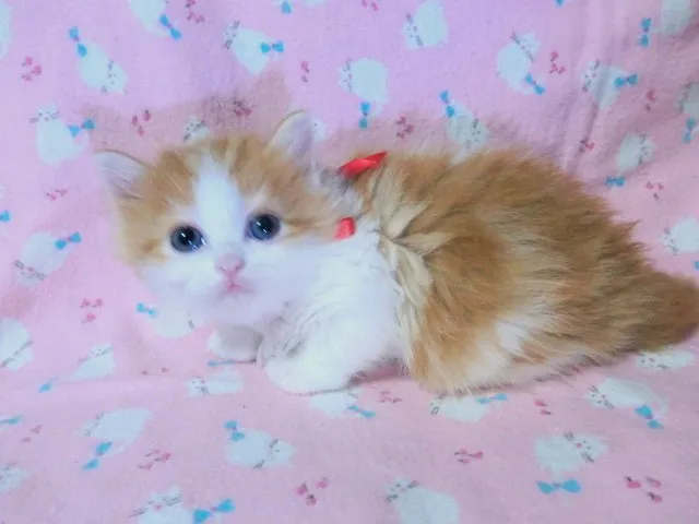 ID：1206-00135の子猫