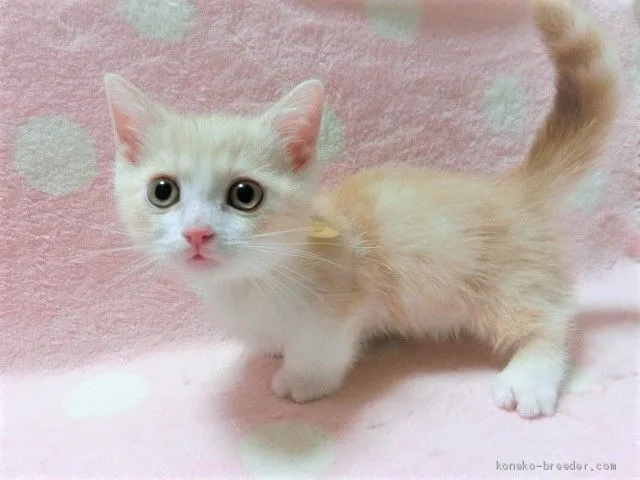 ID：2004-00317の子猫