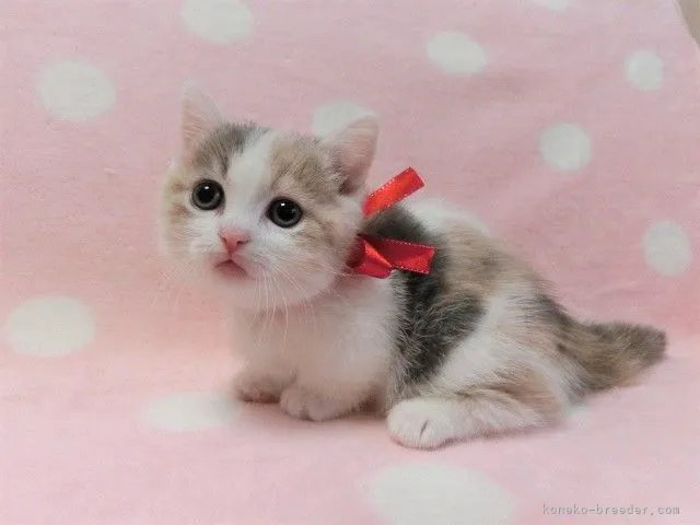 ID：2111-01592の子猫