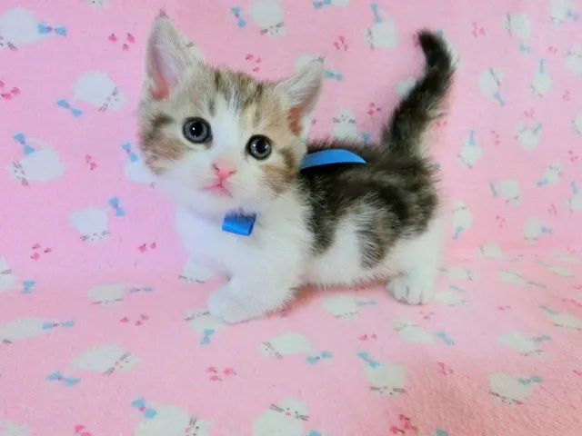 ピノキチ 様のお迎えした子猫