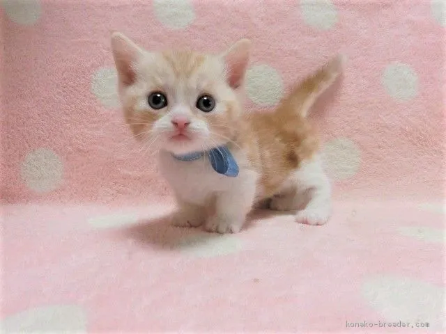 ID：2004-01333の子猫