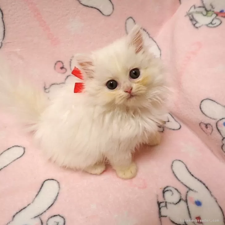 ID：2409-00121の子猫