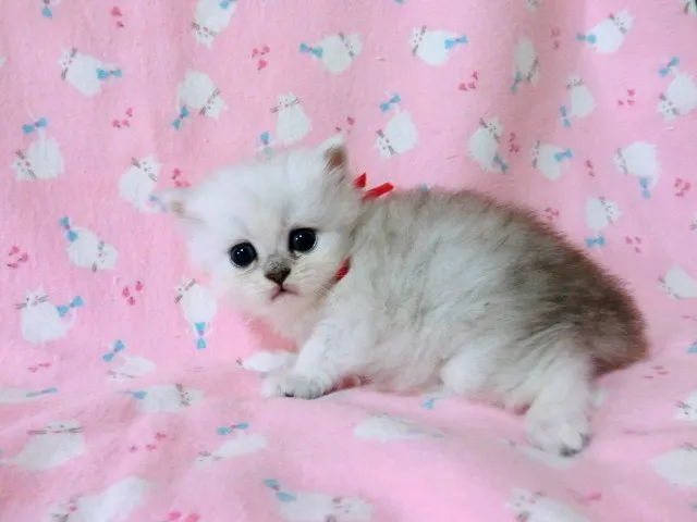 ID:1211-00002の子猫