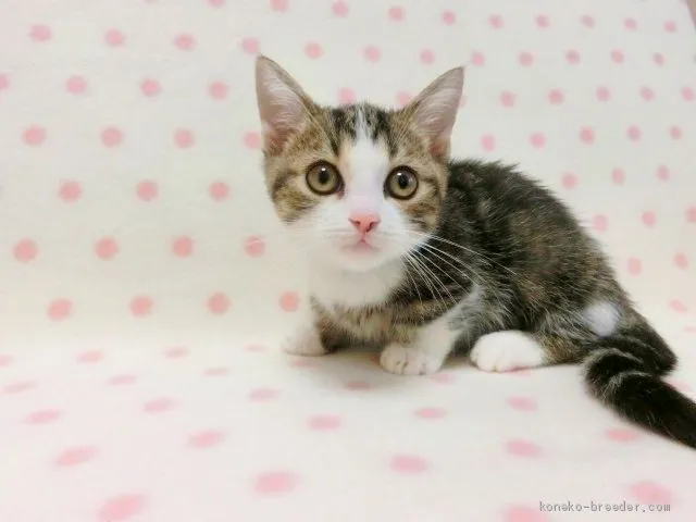 ID：1909-01335の子猫