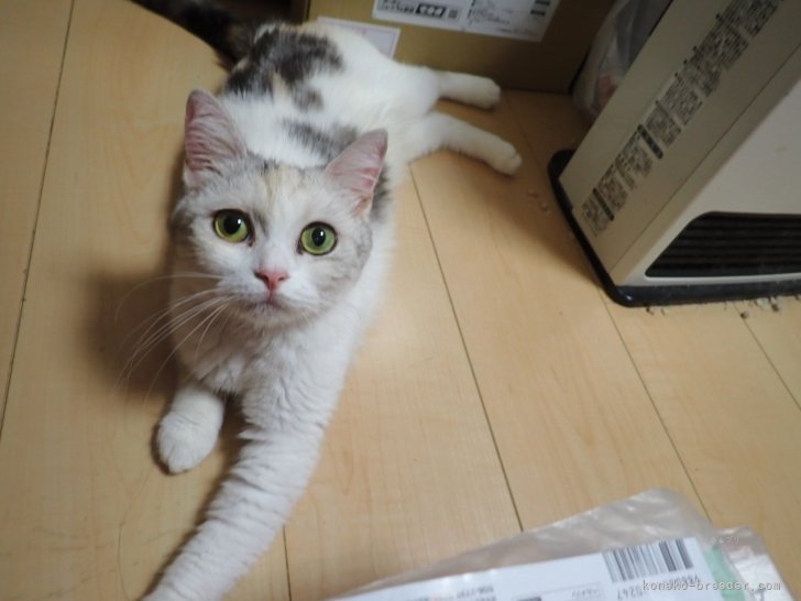 マンチカン【・女の子・2022年10月27日・キャリコ】