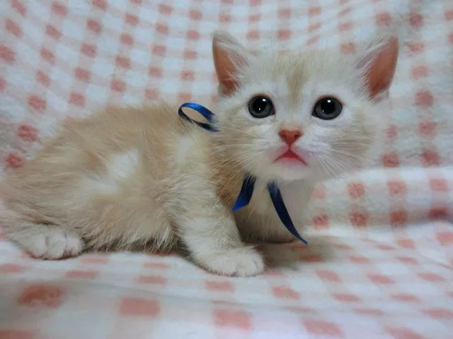 ID：1203-00009の子猫