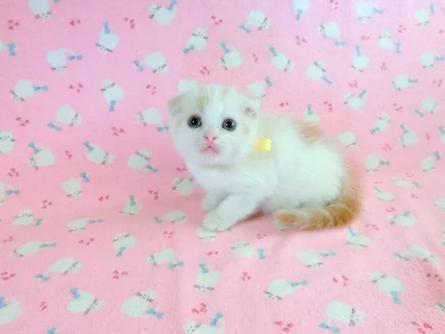 ID：1309-00316の子猫