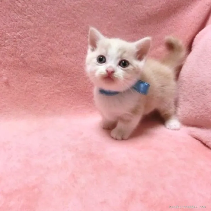 ID:2307-01016の子猫