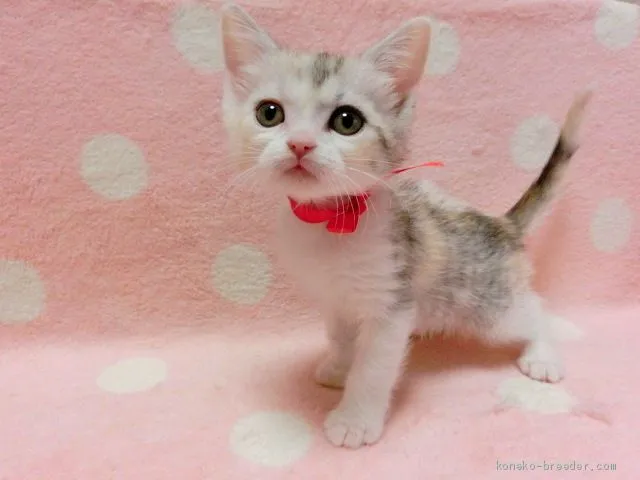 ID:1912-00376の子猫