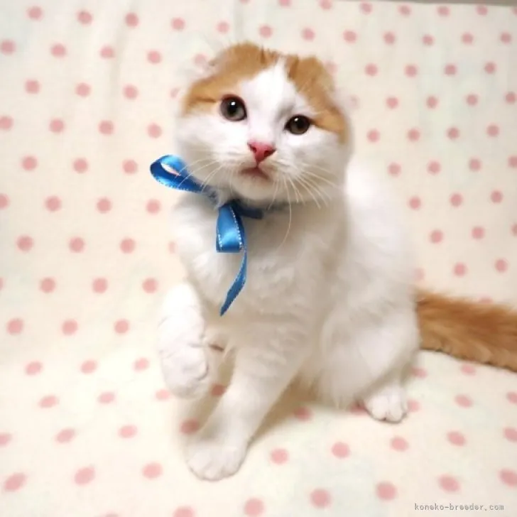 ID:2308-01291の子猫