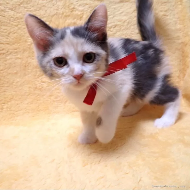 HK 様のお迎えした子猫