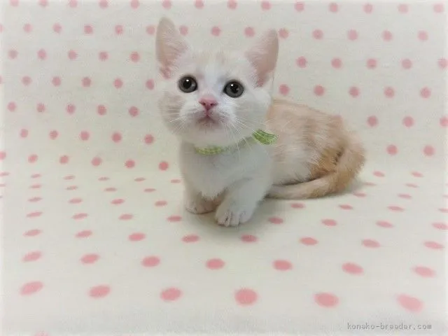 ID：2004-00308の子猫