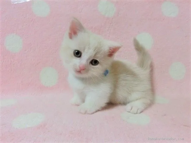 ID:2003-00654の子猫