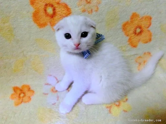 ゆうぐん 様のお迎えした子猫