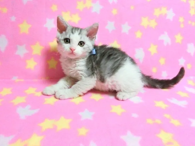 ID:1402-00027の子猫
