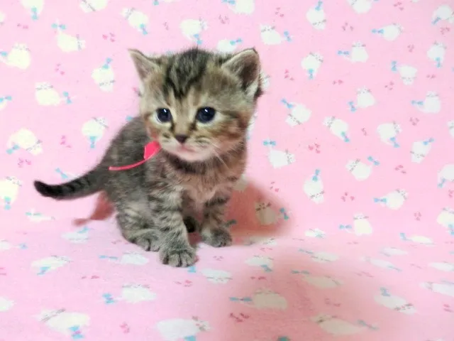 yooshi 様のお迎えした子猫