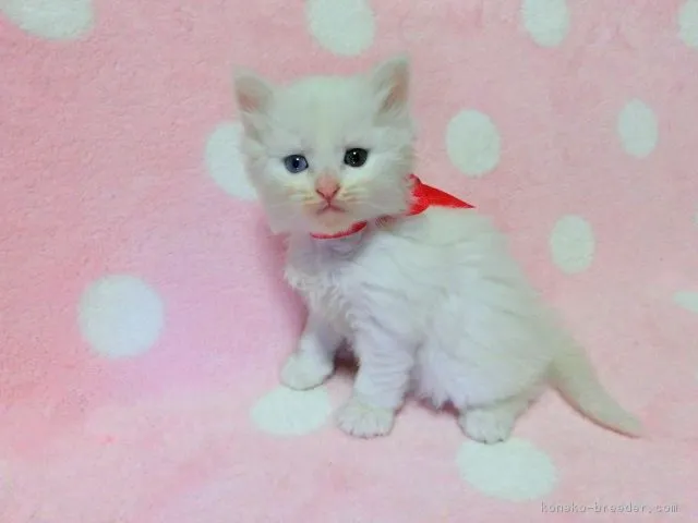 ID：1612-00121の子猫