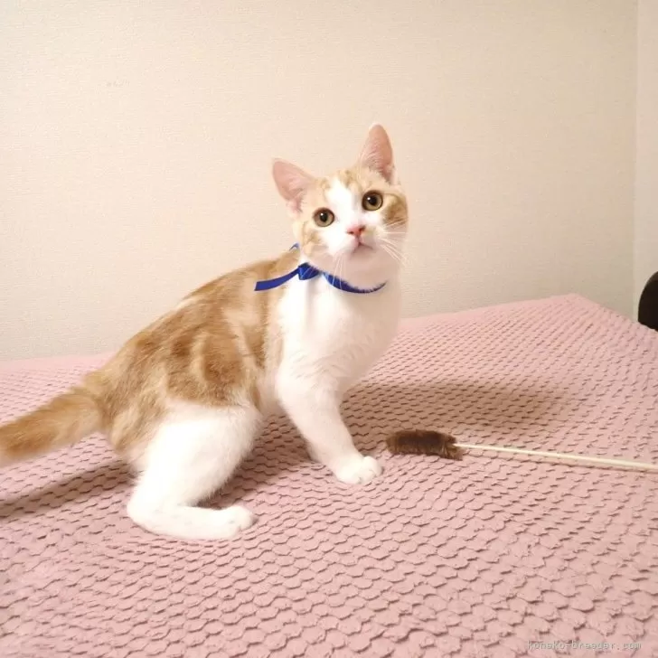 ID:2411-02027の子猫