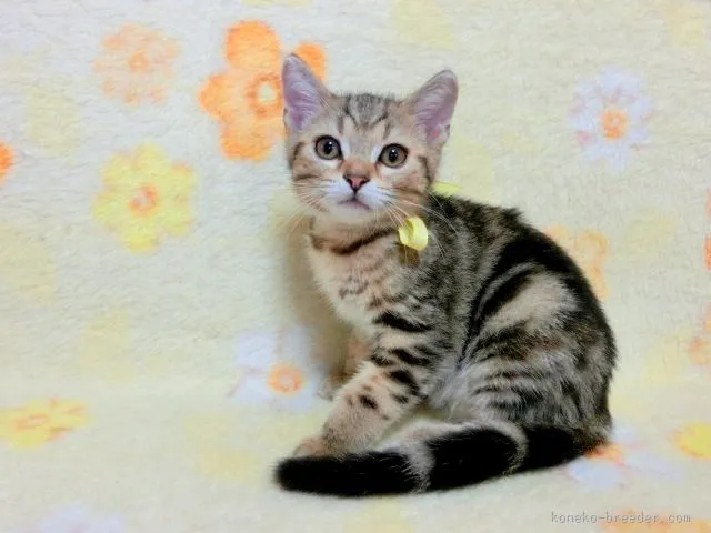 ID：1506-00457の子猫