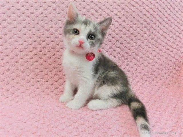ID：2101-00114の子猫